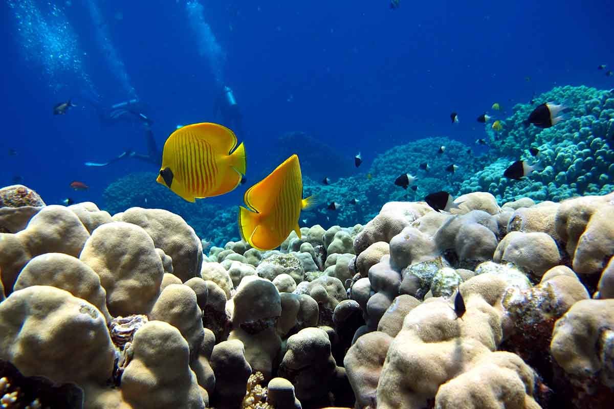 5 peixes do Mar Vermelho que pode conhecer mergulhando