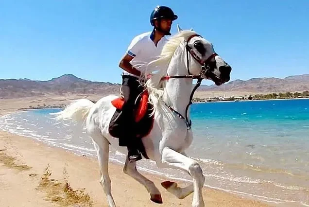 Excursão a Cavalo em Dahab
