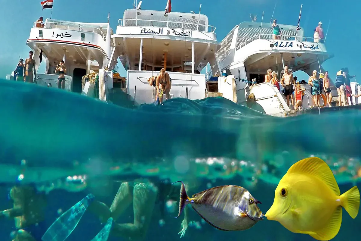 Snorkel na Ilha Giftun
