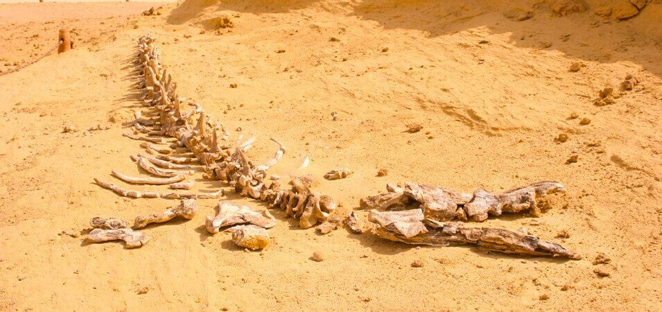 Excursão de Alexandria a Fayoum