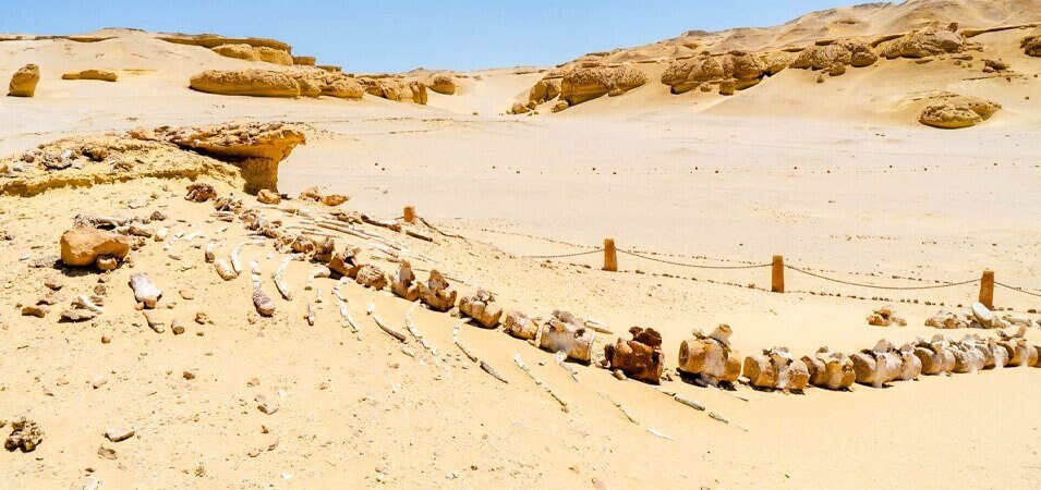 Excursão de Alexandria a Fayoum