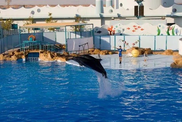 Excursão de Golinhos / Golfinhos em Hurghada