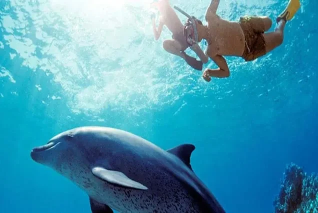 Excursão de Golinhos / Golfinhos em Hurghada