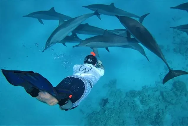 Excursão de Golinhos / Golfinhos em Hurghada