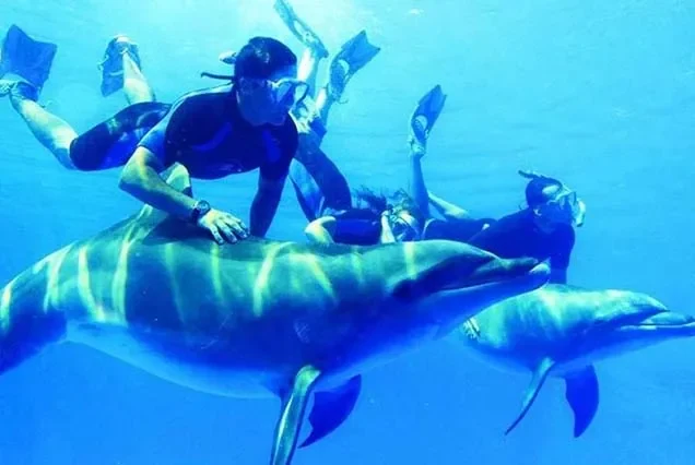 Excursão de Golinhos / Golfinhos em Hurghada