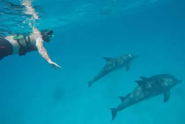 Excursão de Golinhos / Golfinhos em Hurghada