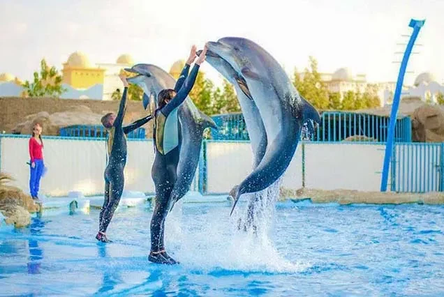 Excursão de Golinhos / Golfinhos em Hurghada