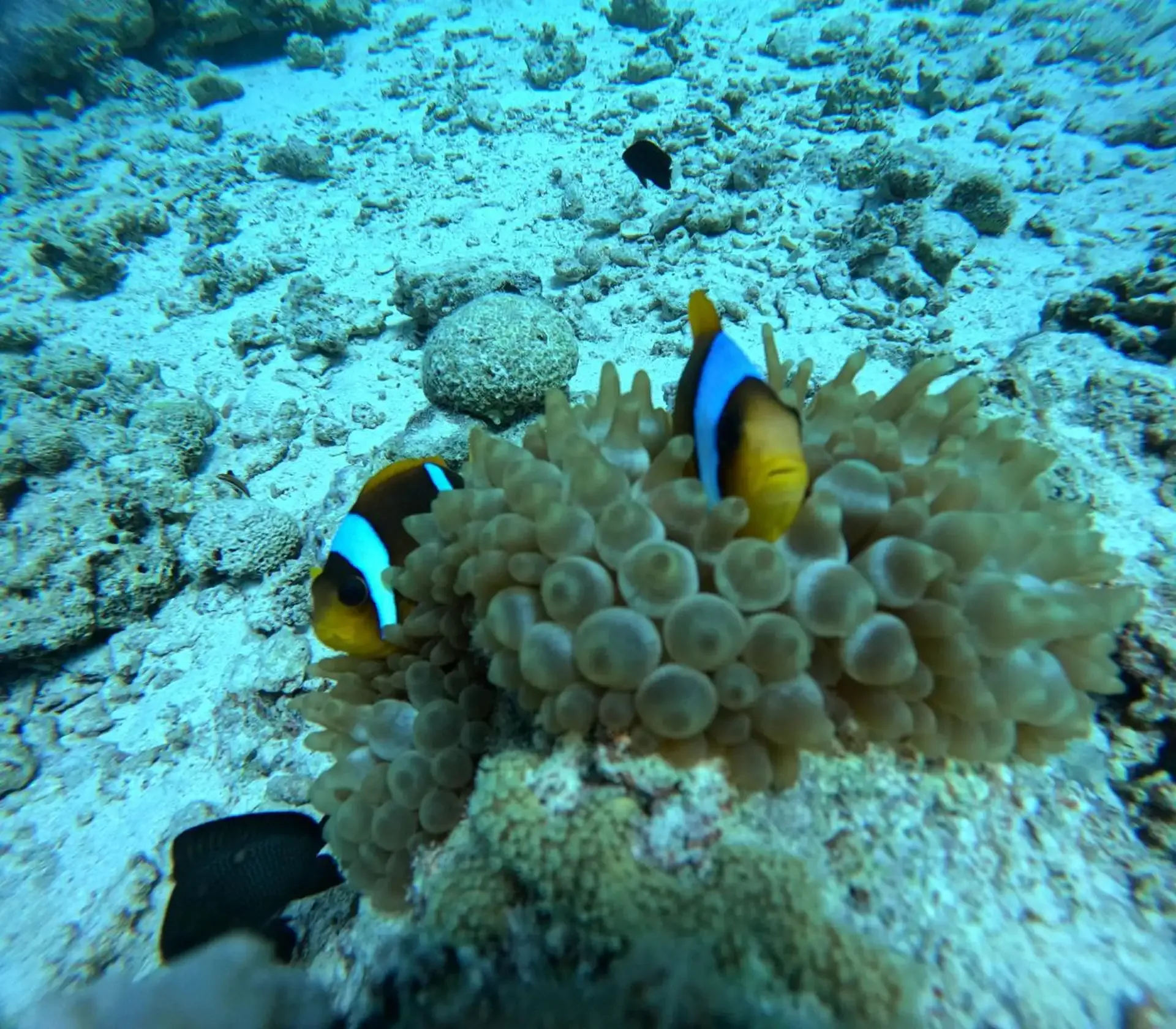 Mergulho com Autonomia em Marsa Alam