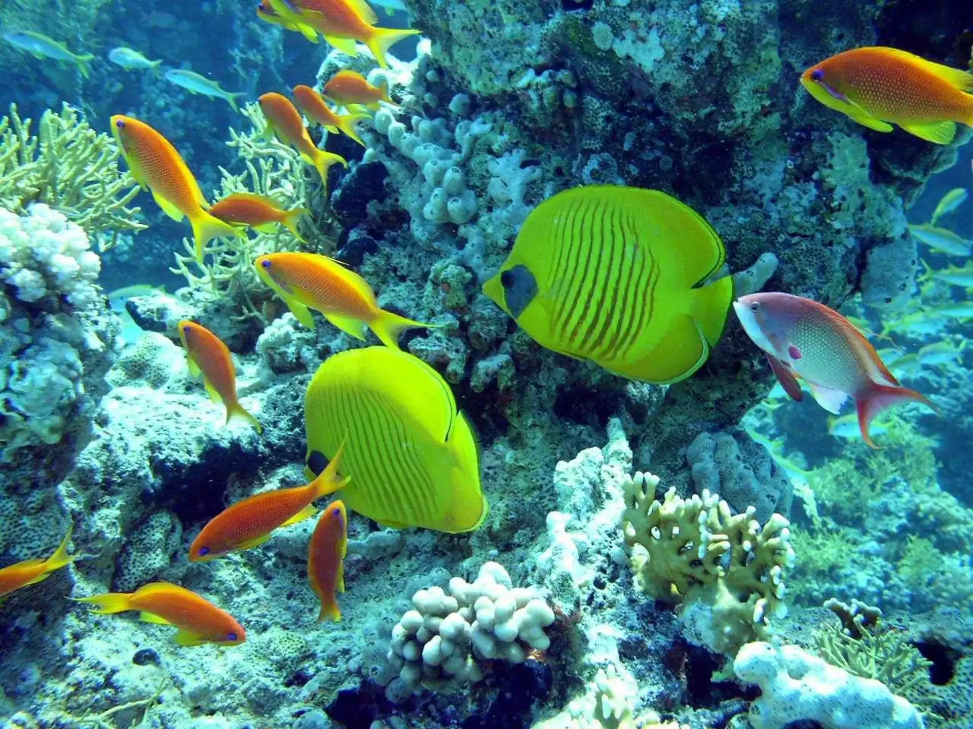 Mergulho com Autonomia em Marsa Alam