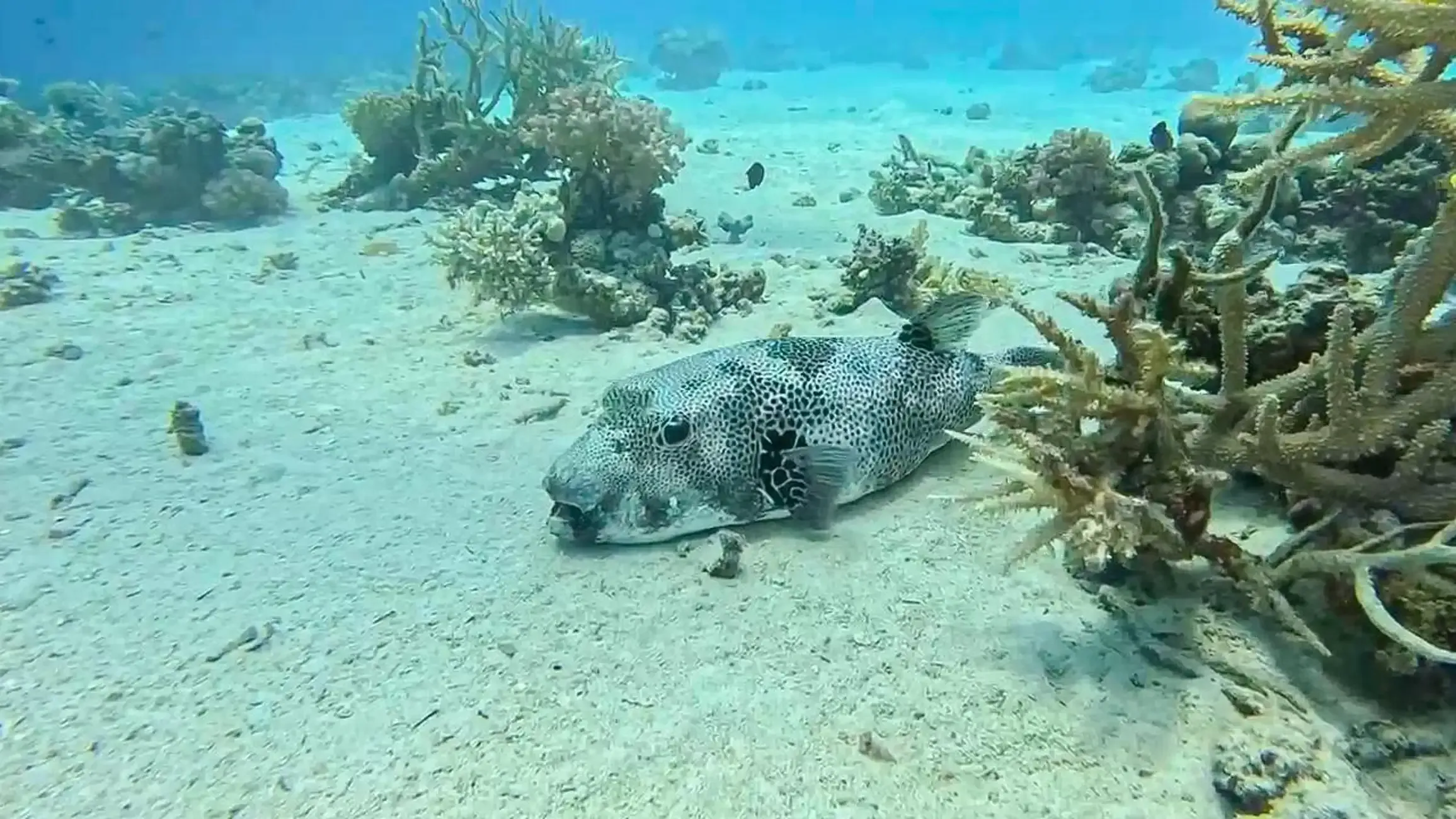 Mergulho com Autonomia em Sharm El Sheikh