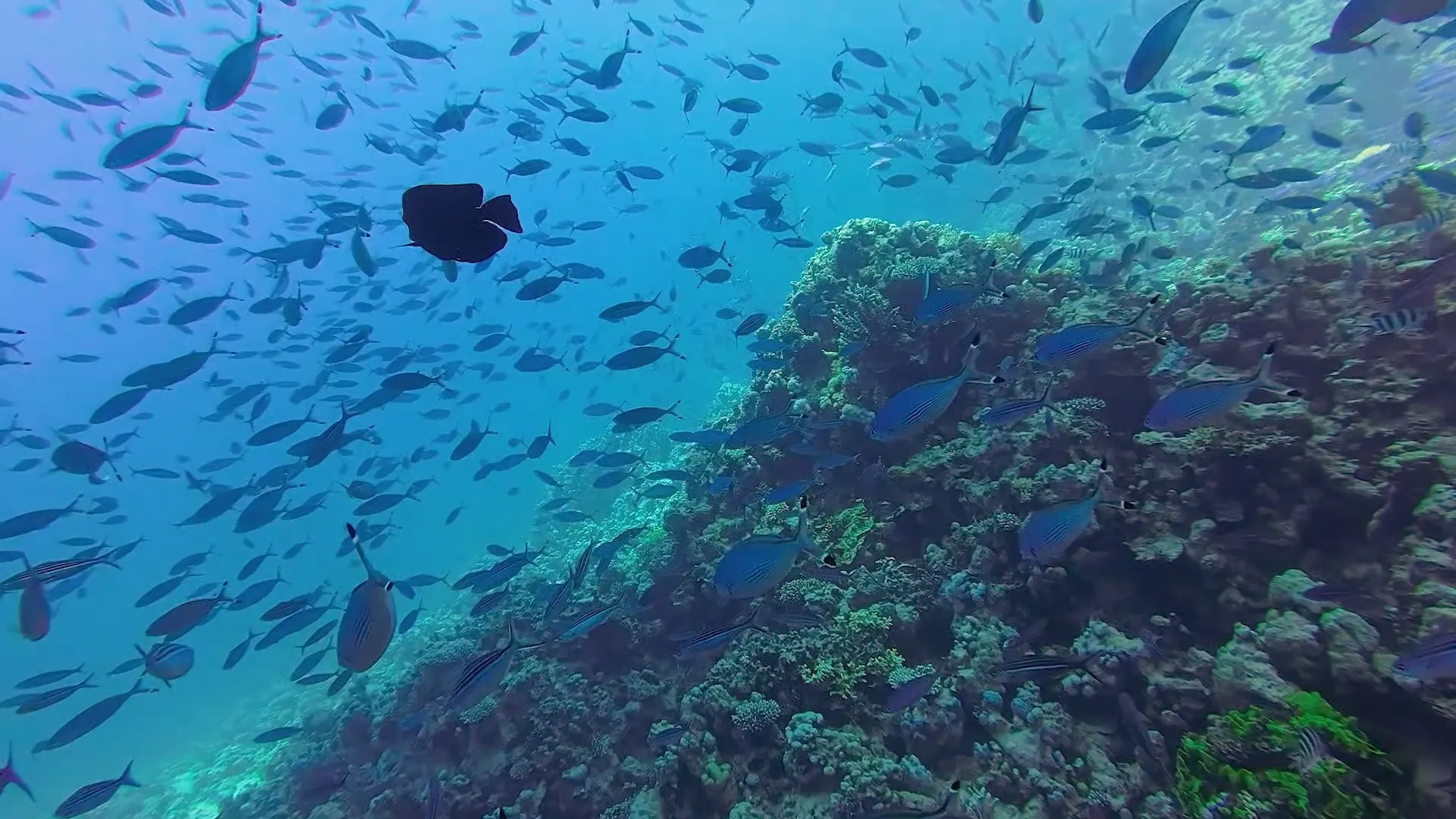 Mergulho com Autonomia em Sharm El Sheikh