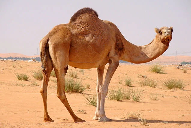 Passeio de Camelo em Luxor