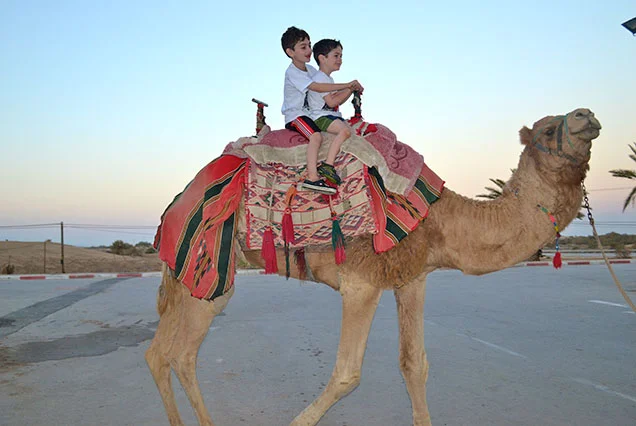 Passeio de Camelo em Luxor