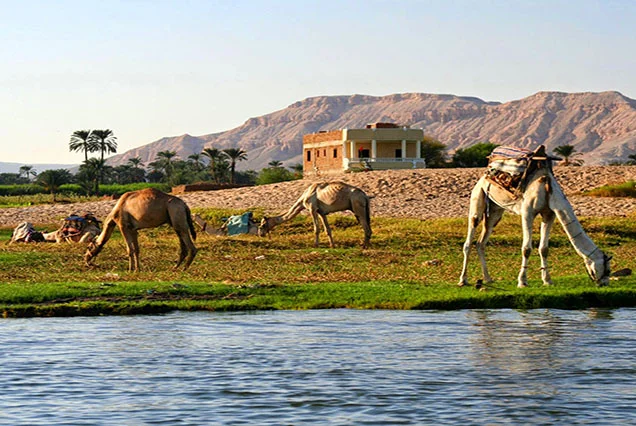 Passeio de Camelo em Luxor