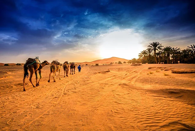 Passeio de Camelo em Luxor