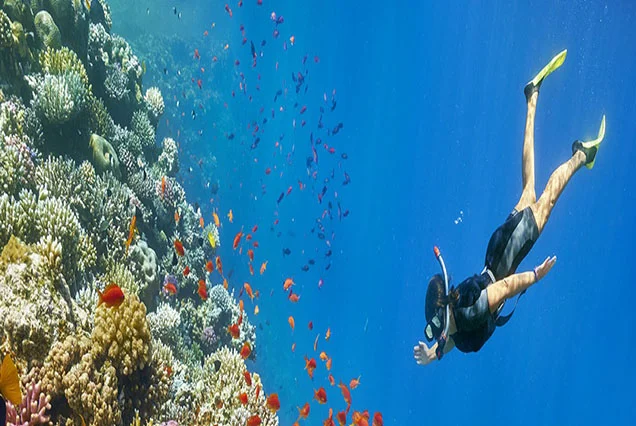 Viagem de Snorkel e Excursão a partir do Porto de Safaga